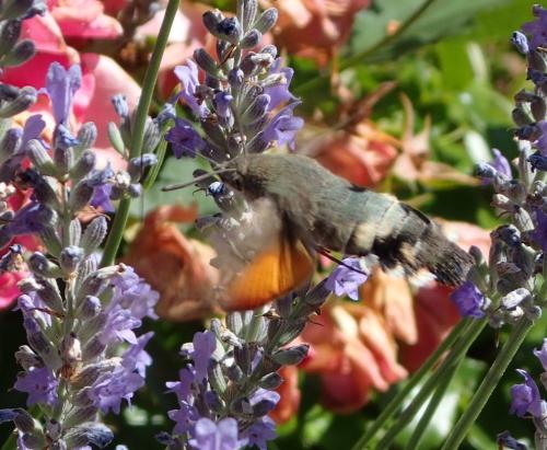 Réf. 238 744 : Macroglossum stellatarum